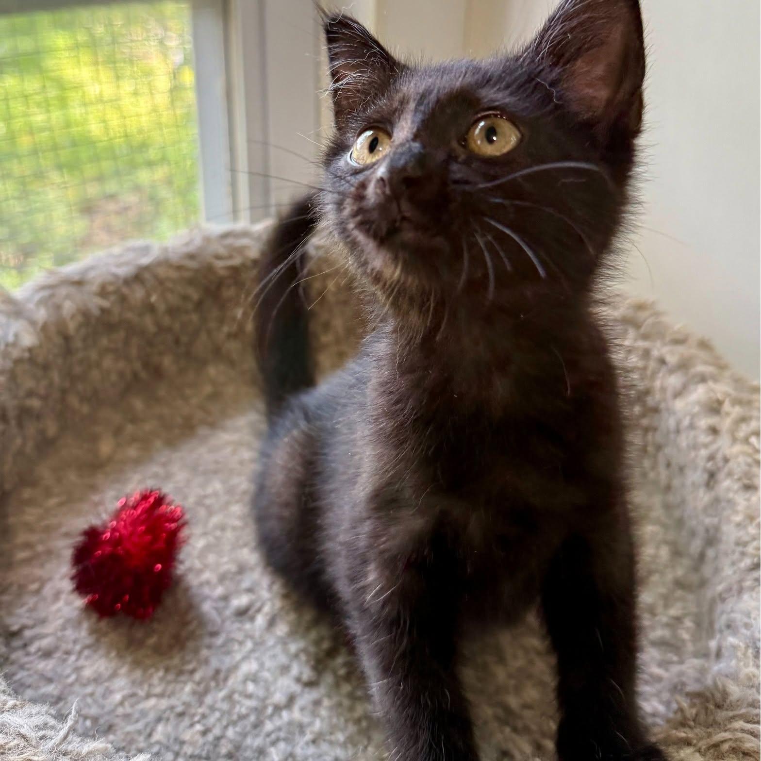 Enlarge Junebug, a Adoptable Domestic Medium Hair in Ashland, OH image 1/6