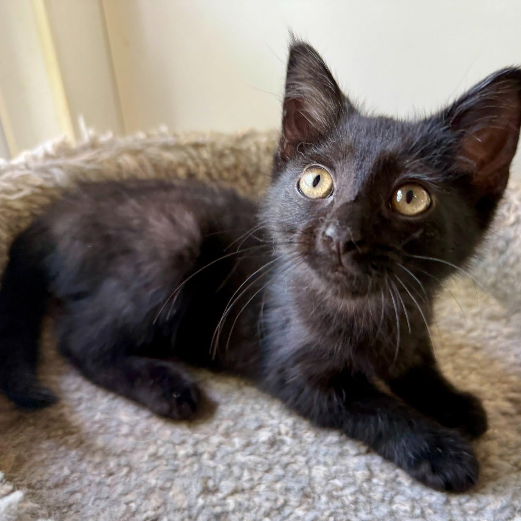 Enlarge Junebug, a Adoptable Domestic Medium Hair in Ashland, OH image 3/6