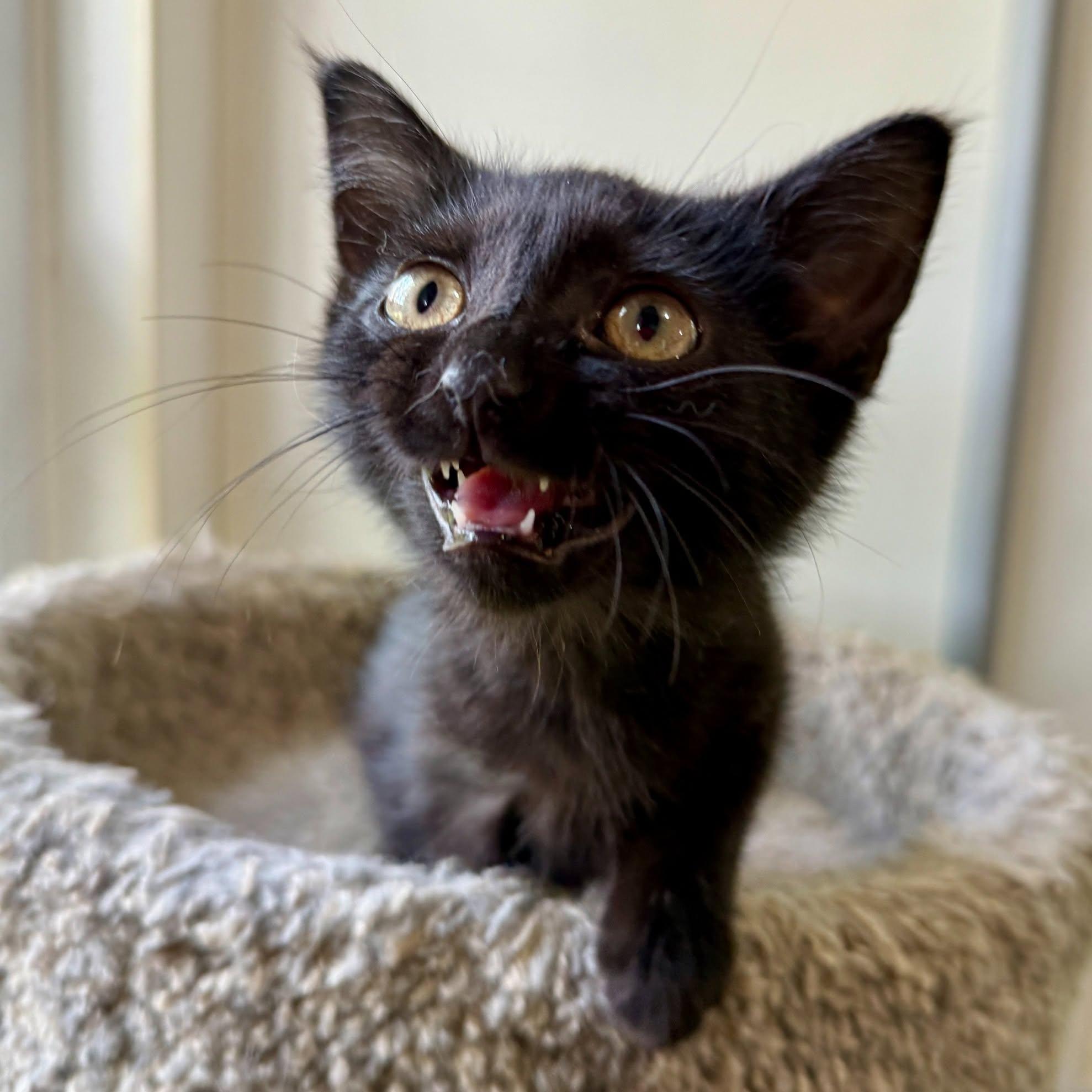 Enlarge Junebug, a Adoptable Domestic Medium Hair in Ashland, OH image 6/6