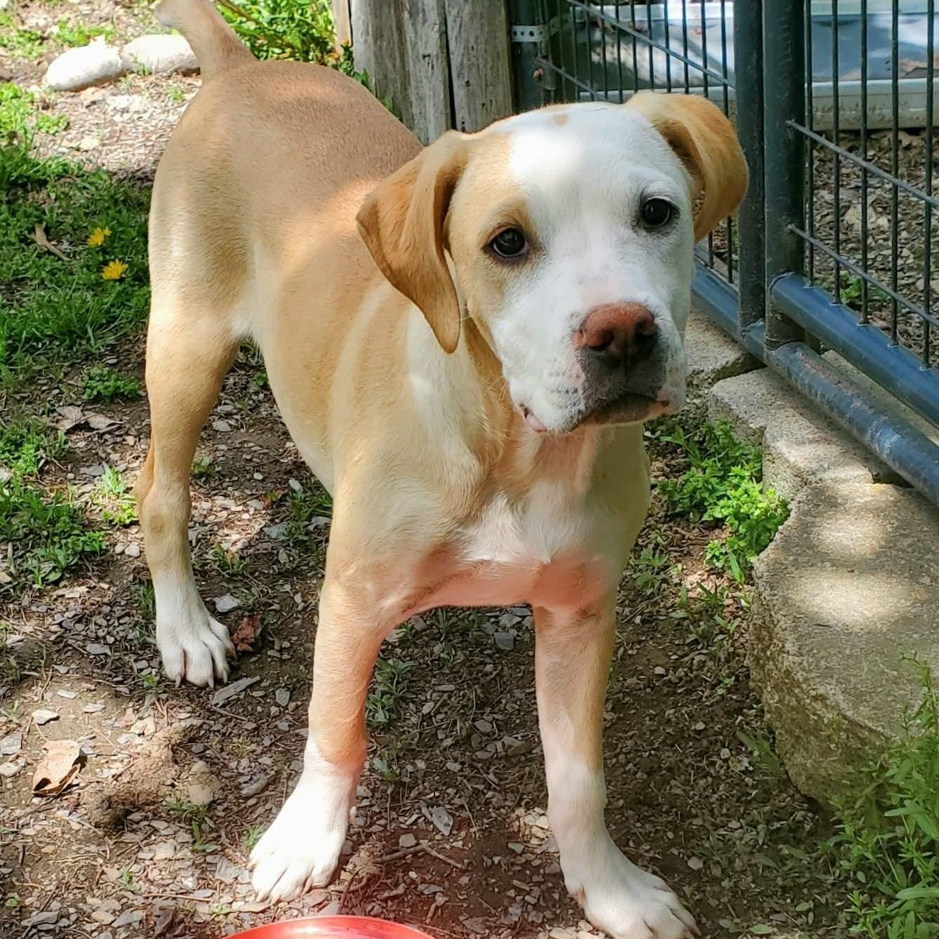 Enlarge Nellie , a Adoptable Mixed Breed in Argyle, NY image 3/6