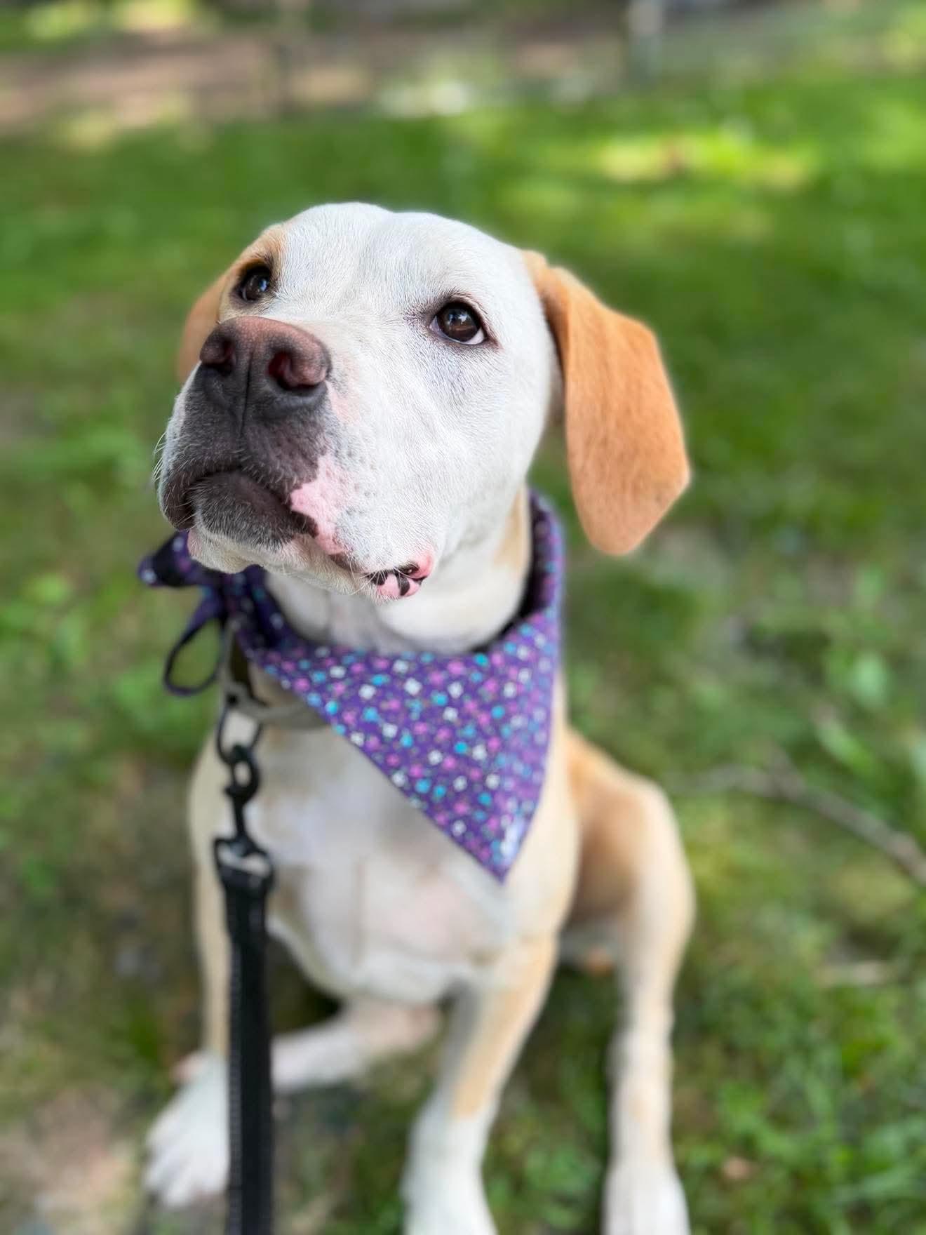 Nellie , Adoptable, Puppy Female Mixed Breed.