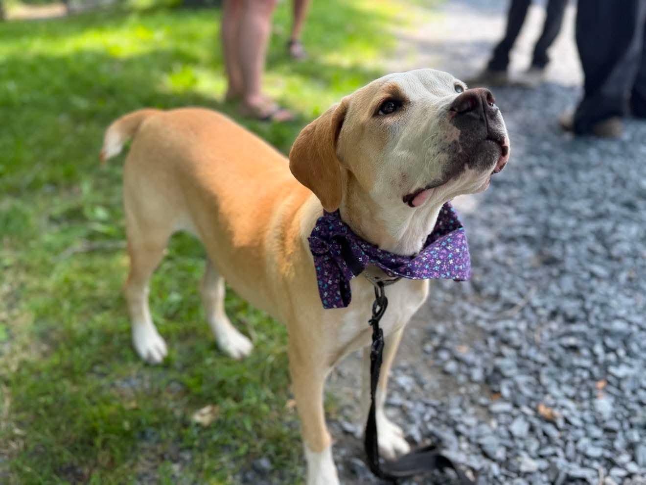 Enlarge Nellie , a Adoptable Mixed Breed in Argyle, NY image 5/6