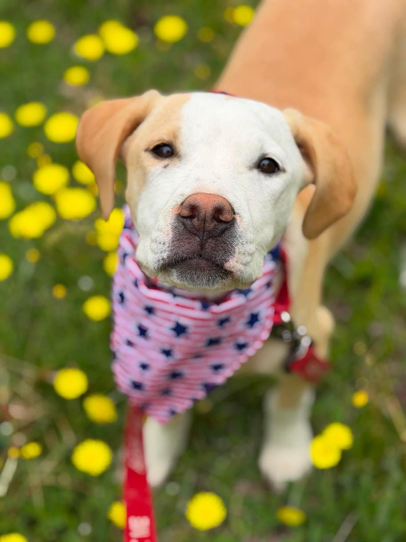 Enlarge Nellie , a Adoptable Mixed Breed in Argyle, NY image 1/6
