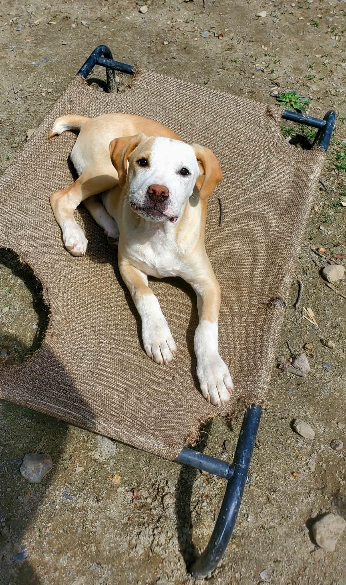 Enlarge Nellie , a Adoptable Mixed Breed in Argyle, NY image 5/6
