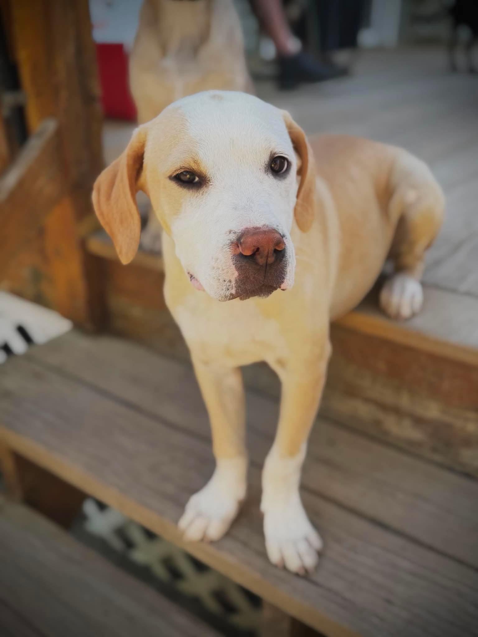 Enlarge Nellie , a Adoptable Mixed Breed in Argyle, NY image 2/6