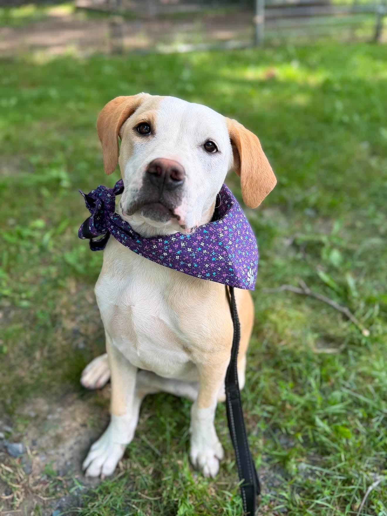 Enlarge Nellie , a Adoptable Mixed Breed in Argyle, NY image 3/6