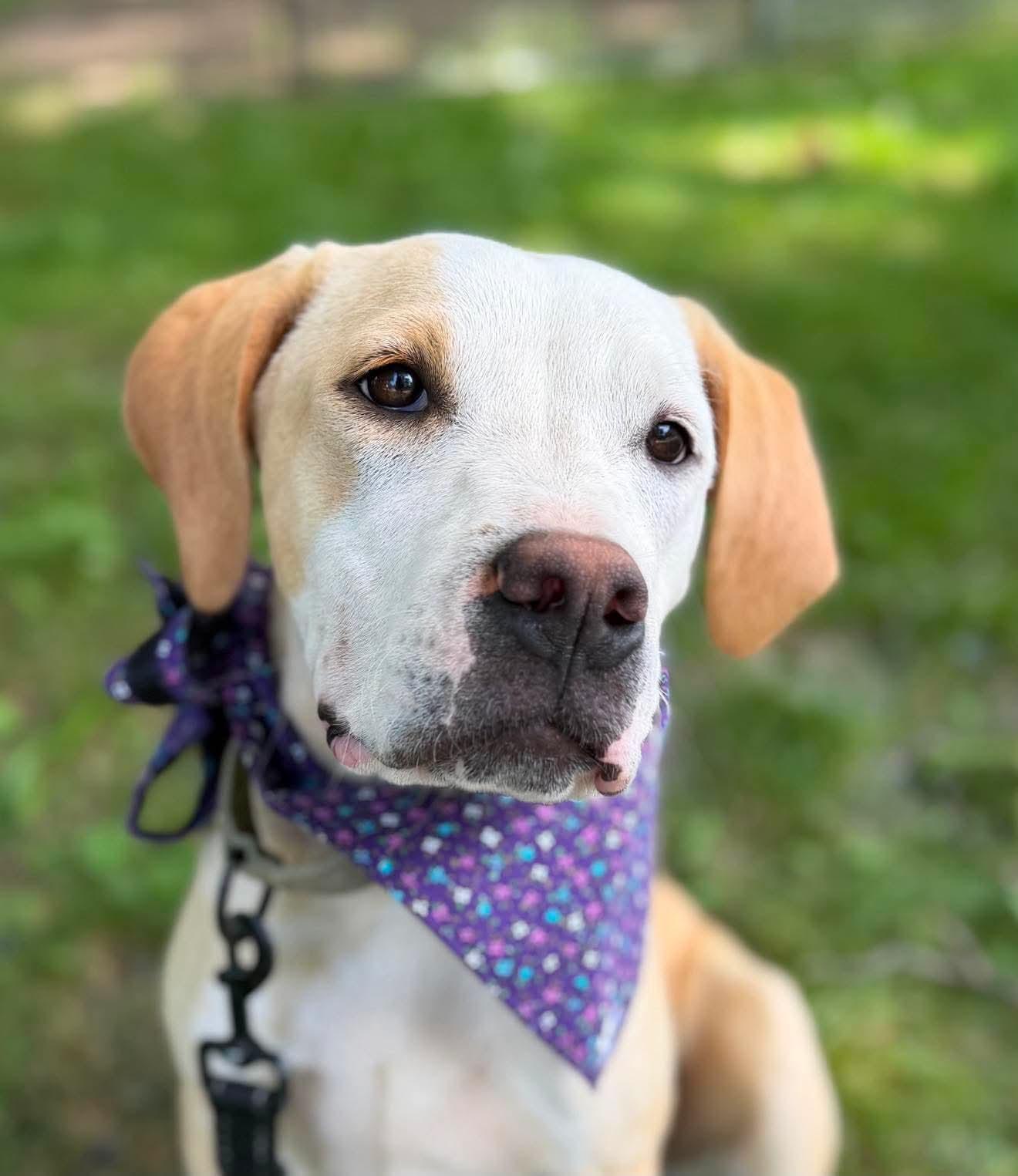 Enlarge Nellie , a Adoptable Mixed Breed in Argyle, NY image 4/6