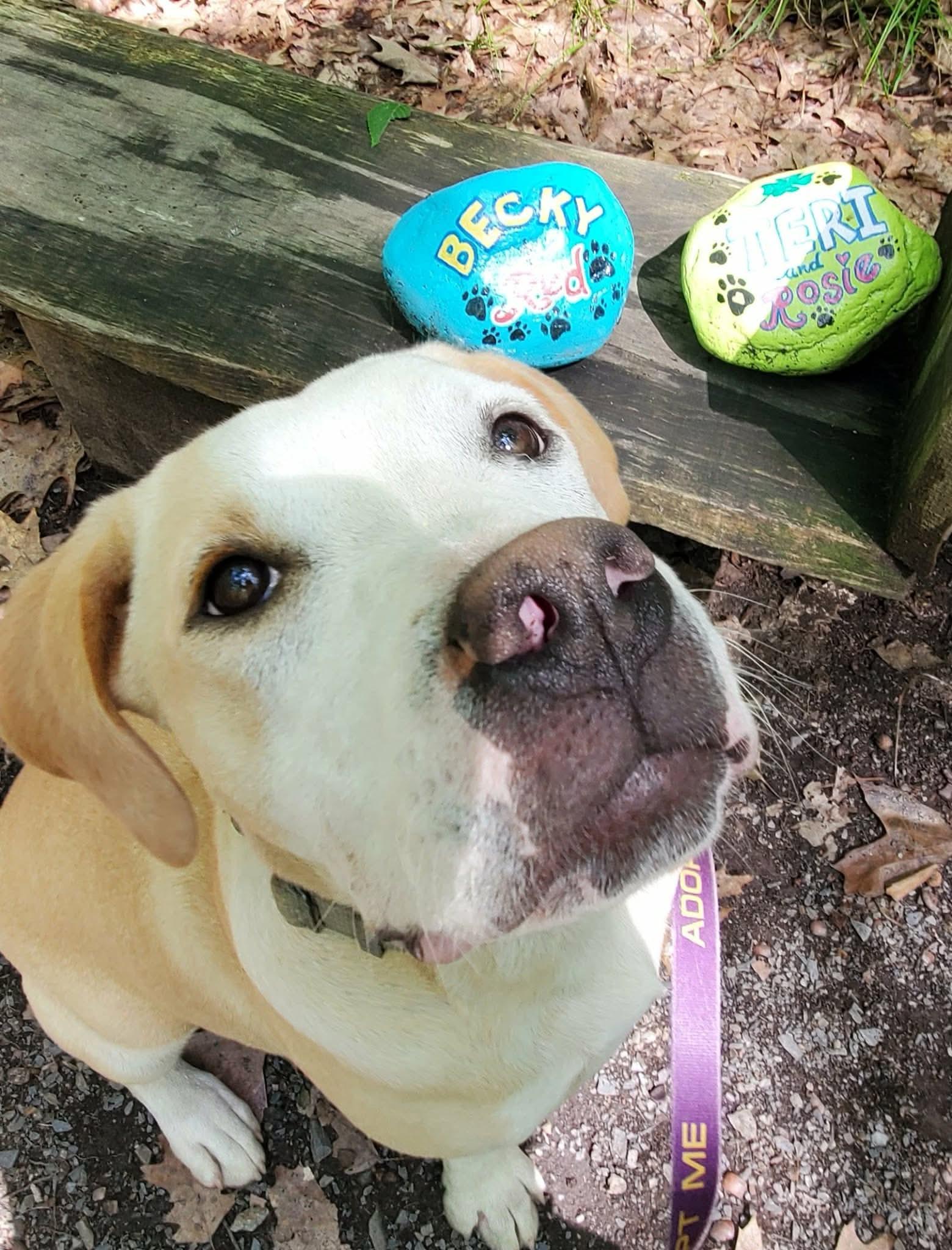 Enlarge Nellie , a Adoptable Mixed Breed in Argyle, NY image 6/6