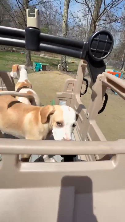 Enlarge Nellie , a Adoptable Mixed Breed in Argyle, NY video 4/6