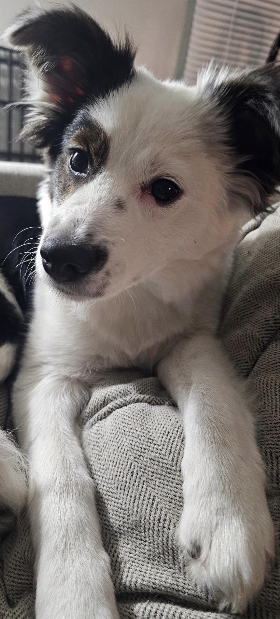 Enlarge Pippin, an adoptable mixed breed in Painesville, OH image 4/5