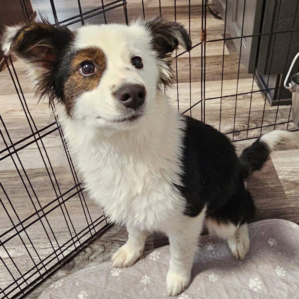 Enlarge Pippin, an adoptable mixed breed in Painesville, OH image 2/5