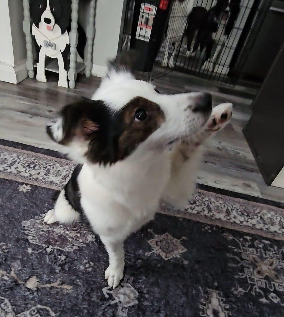 Enlarge Pippin, an adoptable mixed breed in Painesville, OH image 2/6