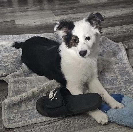 Enlarge Pippin, an adoptable mixed breed in Painesville, OH image 3/5