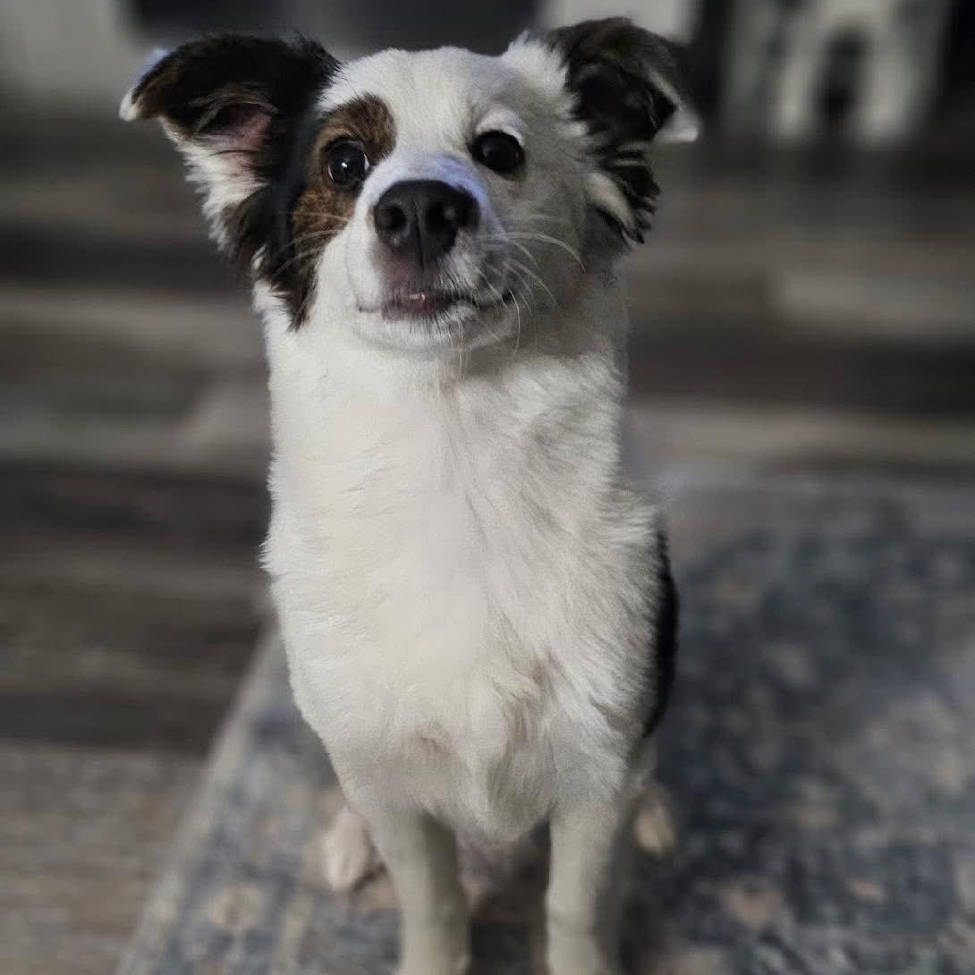Pippin, adoptable, Puppy Female Border Collie.