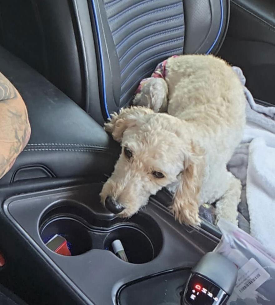 Penny, Adoptable, Young Female Poodle & Golden Retriever.