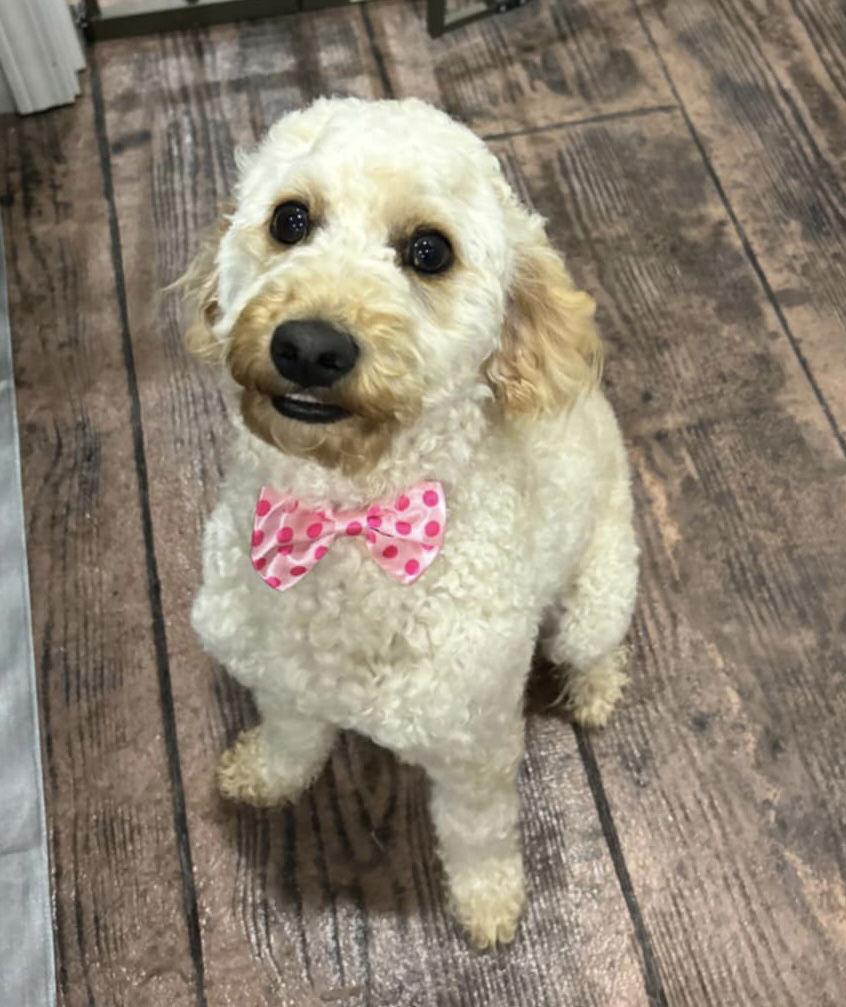 Enlarge Penny, a Adoptable mixed breed in Steeleville, IL image 2/2