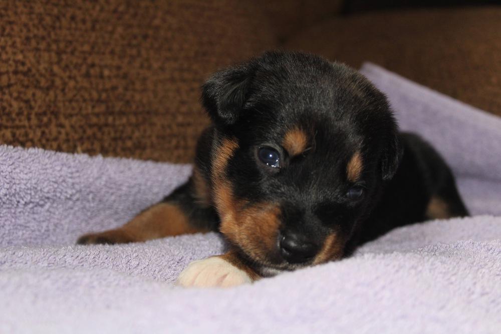 1047 Big Chomp, Adoptable, Puppy Female Australian Shepherd.