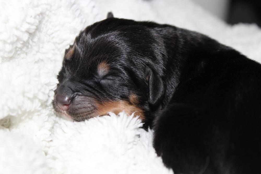 Enlarge 1047 Big Chomp, a Adoptable mixed breed in Salem, WI image 2/6