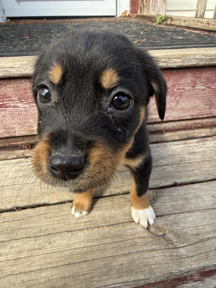 1047 Sadie, Adoptable, Puppy Female Australian Shepherd.