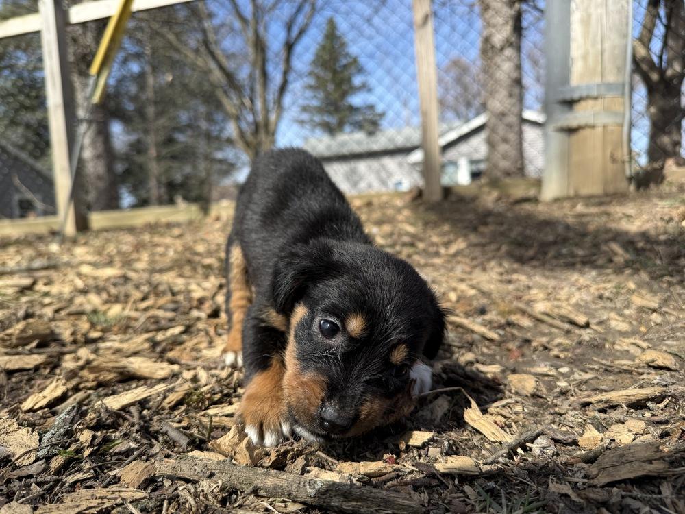 1047 Sadie, Adoptable, Puppy Female Australian Shepherd.