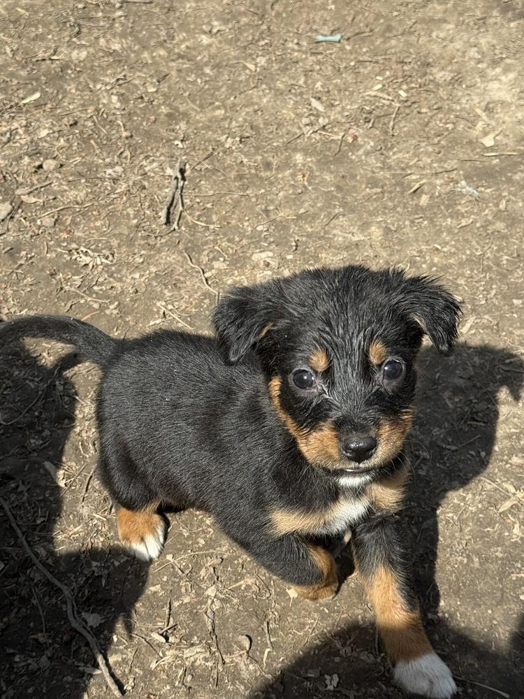 Enlarge 1047 Sadie, a Adoptable mixed breed in Waukesha, WI image 5/6