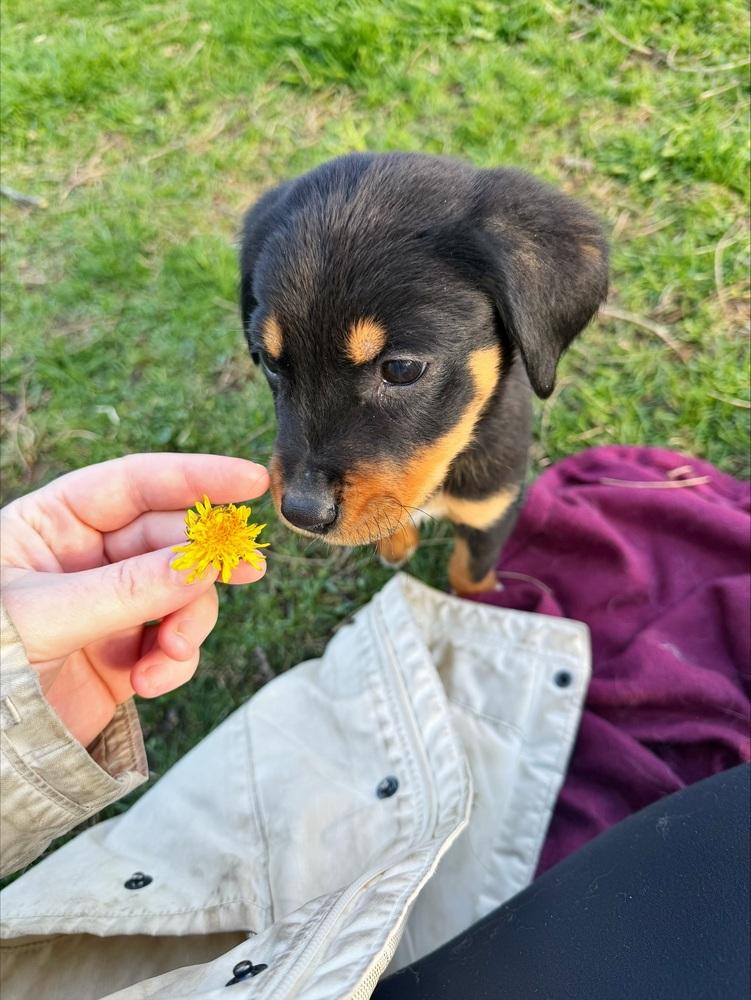 Enlarge 1047 Sadie, a Adoptable mixed breed in Salem, WI image 3/6