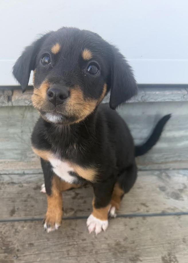Enlarge 1047 Sadie, a Adoptable mixed breed in Salem, WI image 4/6