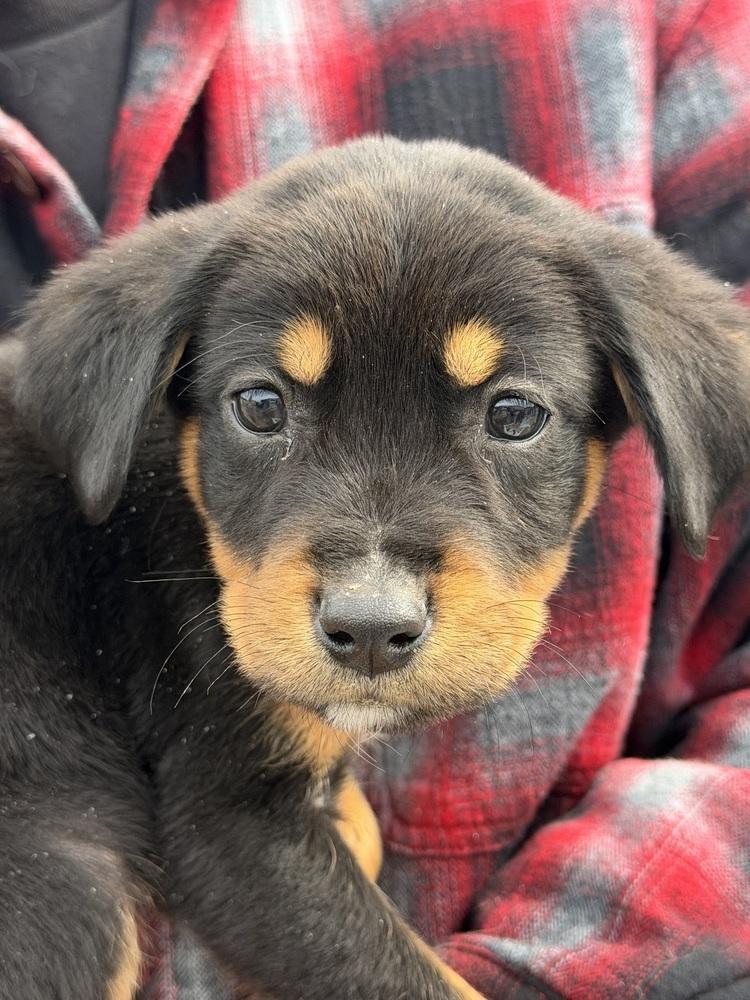 Enlarge 1047 Sadie, a Adoptable mixed breed in Salem, WI image 5/6