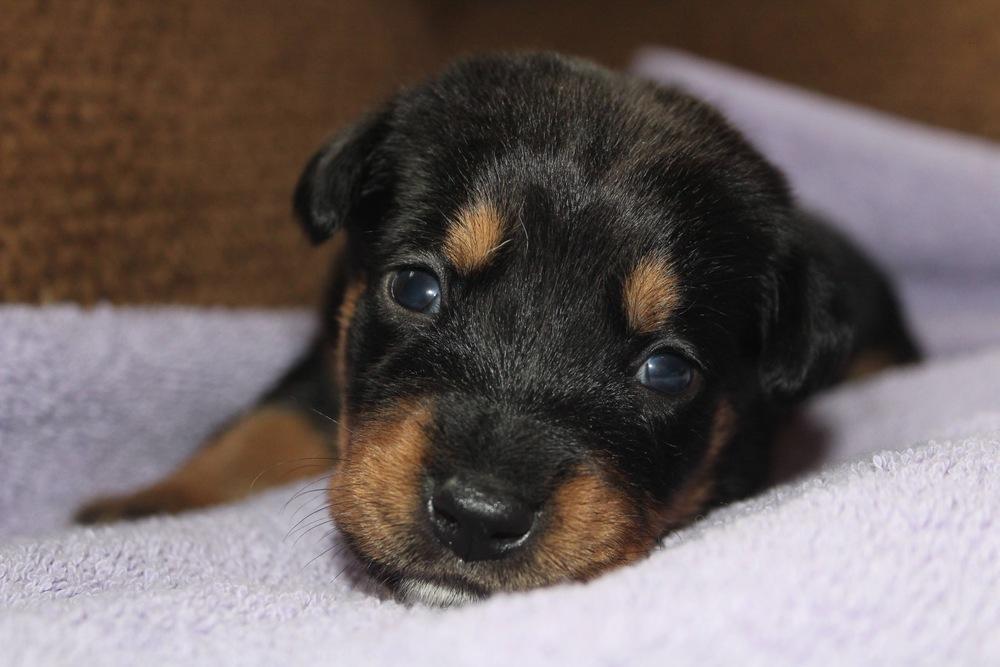 Enlarge 1047 Big Chomp, a Adoptable mixed breed in Salem, WI image 3/6