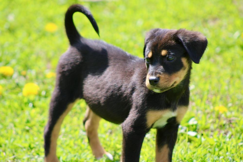 1047 Sadie, Adoptable, Puppy Female Australian Shepherd.