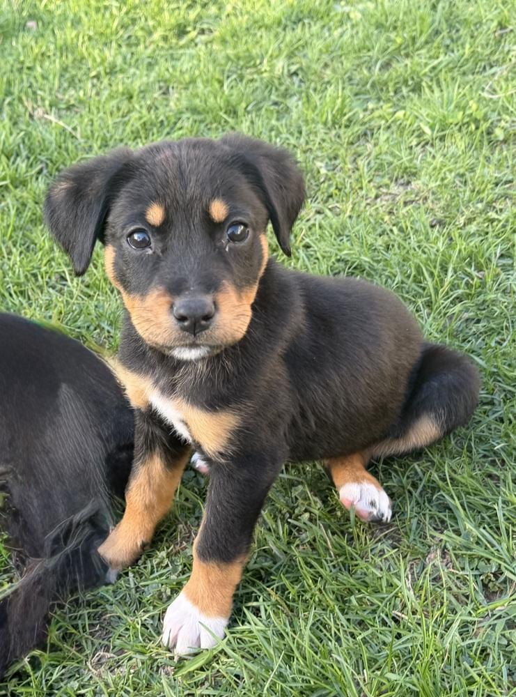Enlarge 1047 Sadie, a Adoptable mixed breed in Salem, WI image 6/6