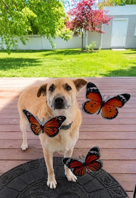 Enlarge Emma, a Adoptable mixed breed in Stamford, CT image 1/6