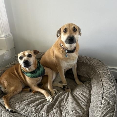 Enlarge Emma, a Adoptable mixed breed in Stamford, CT image 6/6