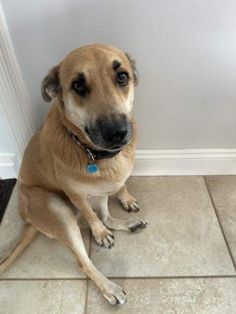 Enlarge Emma, a Adoptable mixed breed in Stamford, CT image 2/6
