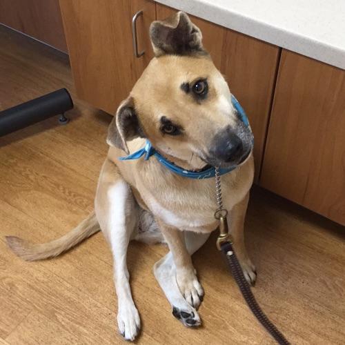 Enlarge Emma, a Adoptable mixed breed in Stamford, CT image 5/6