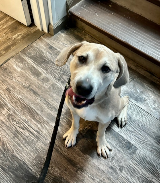 Enlarge Zippy, a Adoptable Yellow Labrador Retriever in Far Rockaway, NY image 2/3