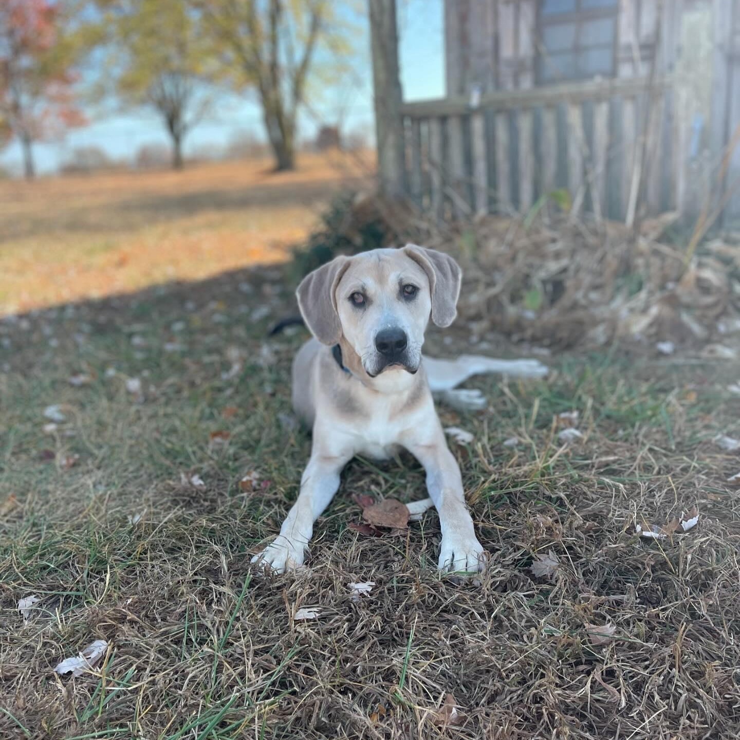 Zippy, Adoptable, Puppy Male Yellow Labrador Retriever.