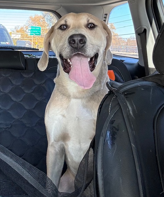 Enlarge Zippy, a Adoptable Yellow Labrador Retriever in Far Rockaway, NY image 3/3
