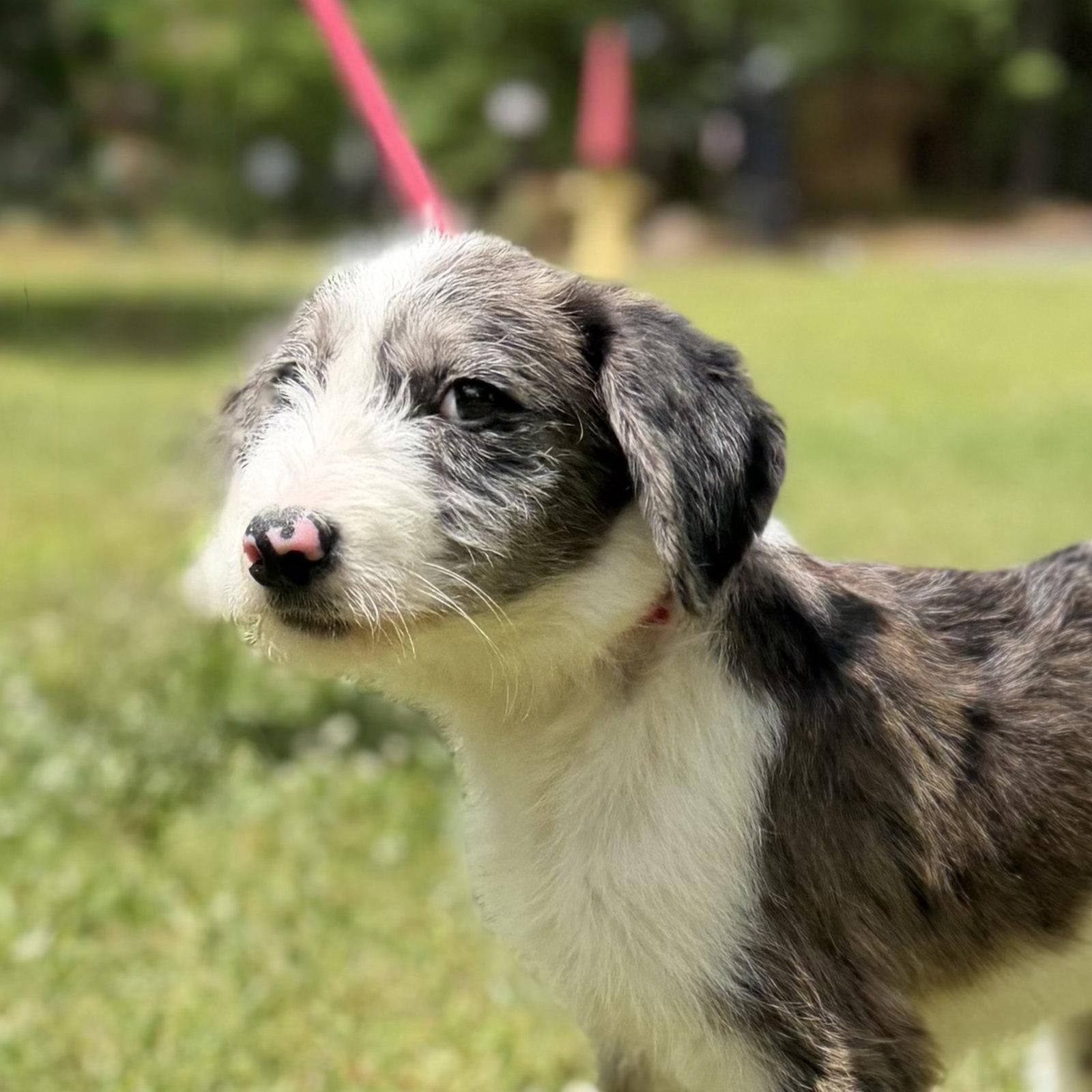 Enlarge SHELBY, a Adopted mixed breed in Locust Fork, AL image 1/3