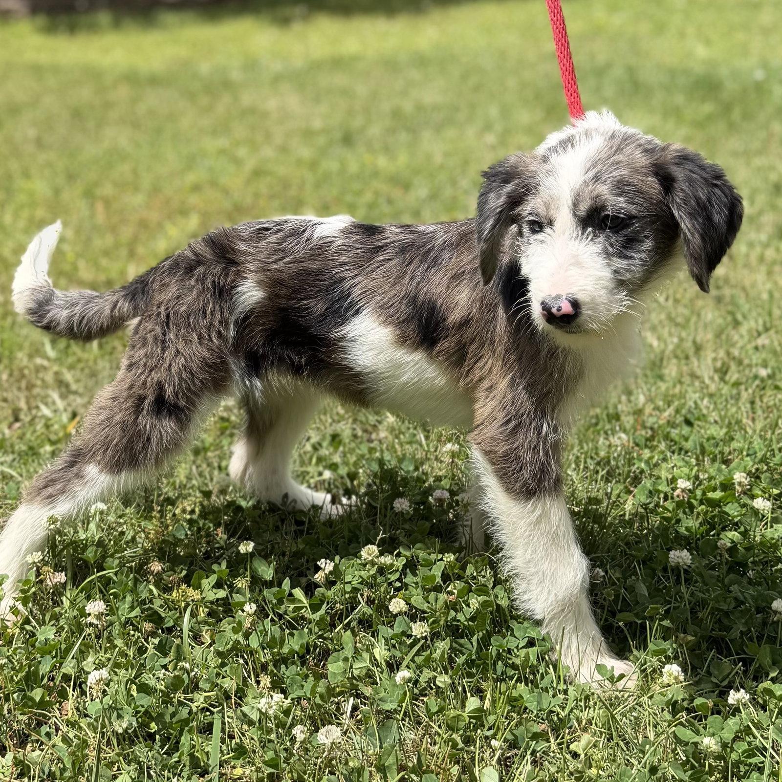 Enlarge SHELBY, a Adopted mixed breed in Locust Fork, AL image 2/3