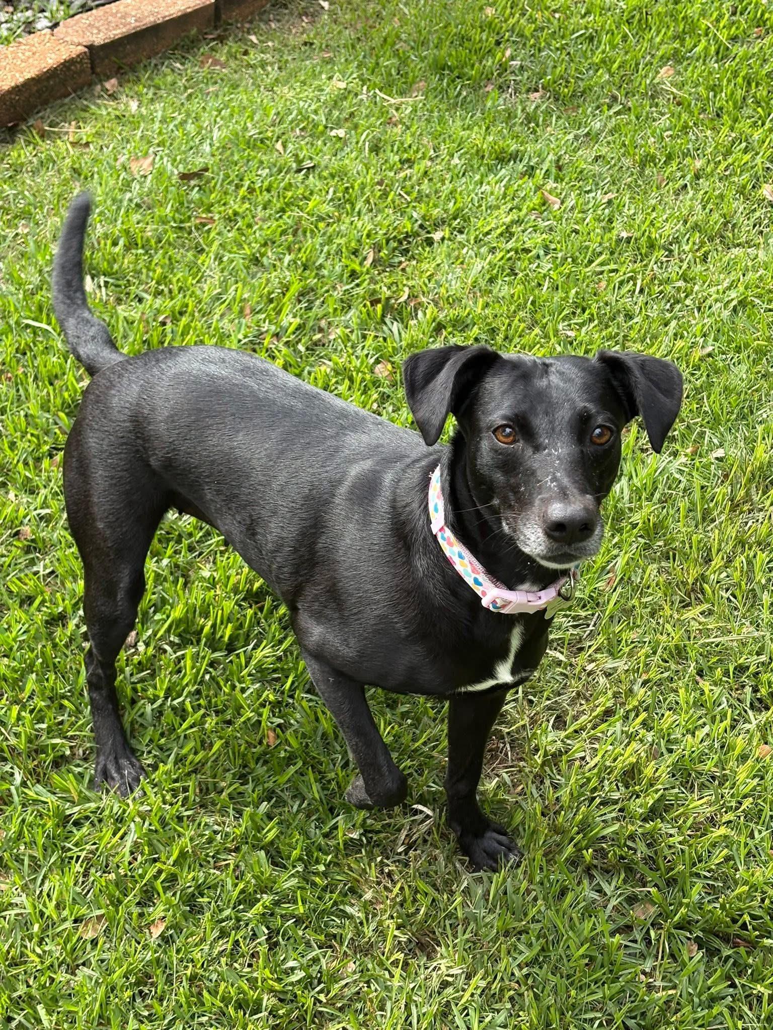 Aubie, a ADOPTABLE Mixed Breed in Foley, AL image 3/3