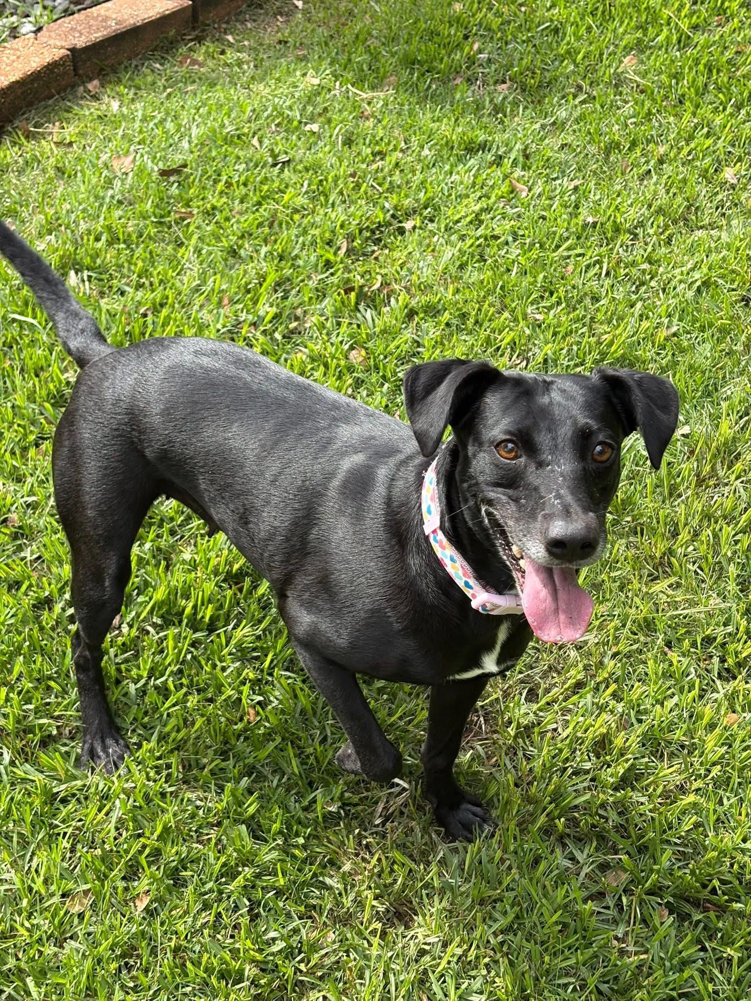 Aubie, ADOPTABLE, Adult Female Mixed Breed.