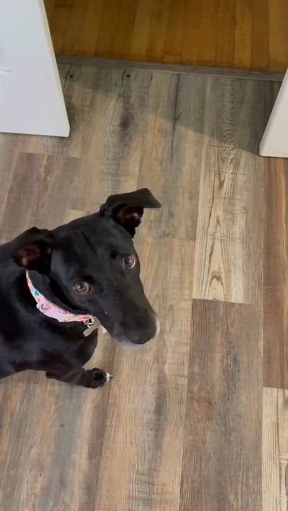 Enlarge Aubie, a ADOPTABLE Mixed Breed in Foley, AL video 1/3
