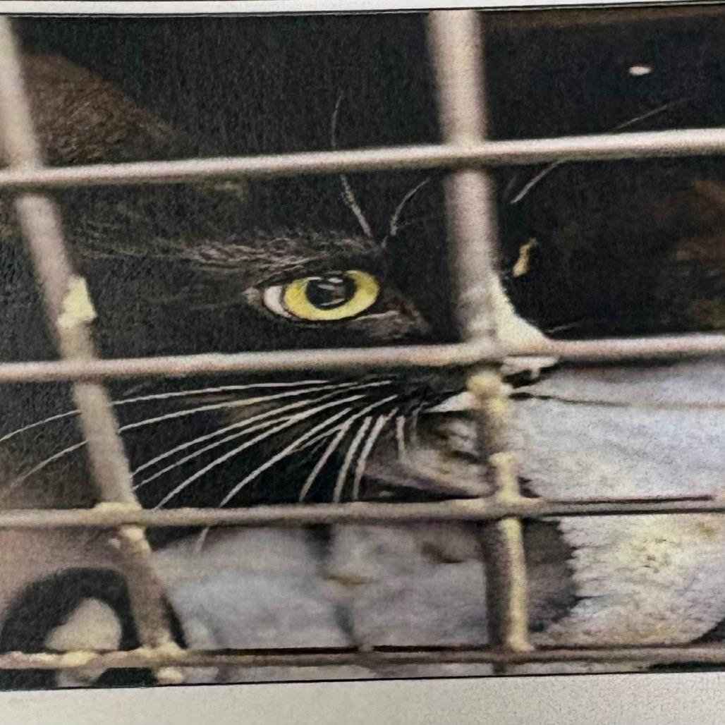 Krystal, Adoptable, Adult Female Domestic Short Hair.