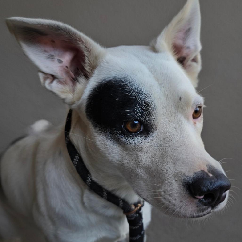 Enlarge Patches, a Adoptable mixed breed in Klamath Falls, OR image 1/1