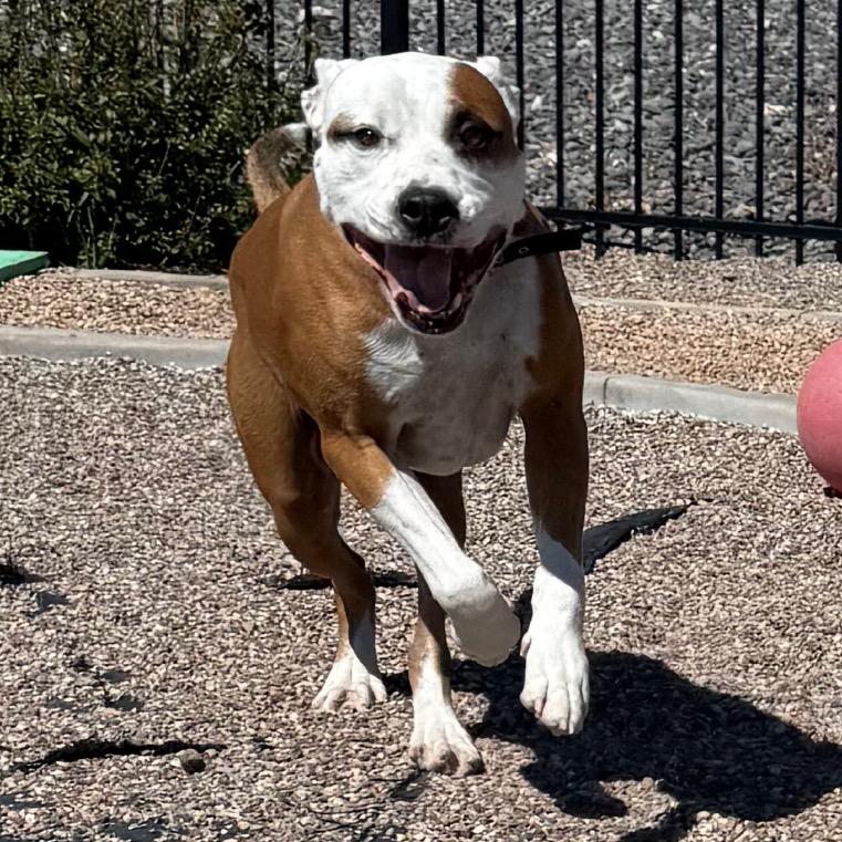Lucky Lok, a Adoptable Pit Bull Terrier in Cedaredge, CO image 1/6