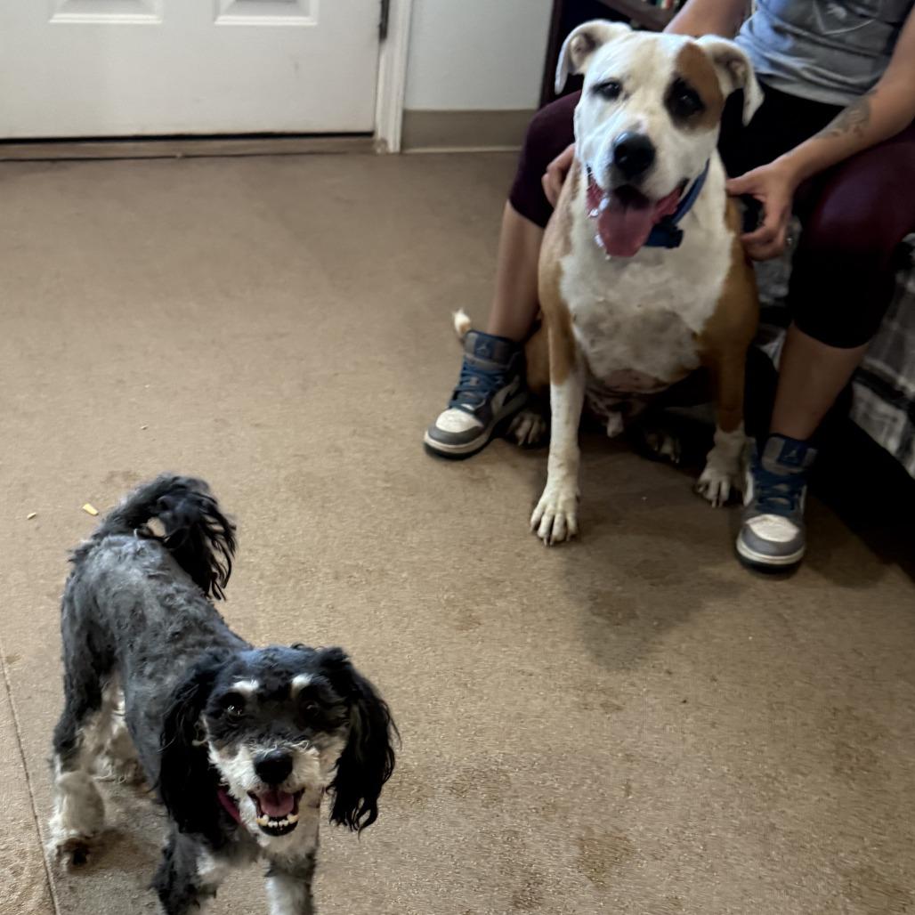 Lucky Lok, a Adoptable Pit Bull Terrier in Cedaredge, CO image 2/6