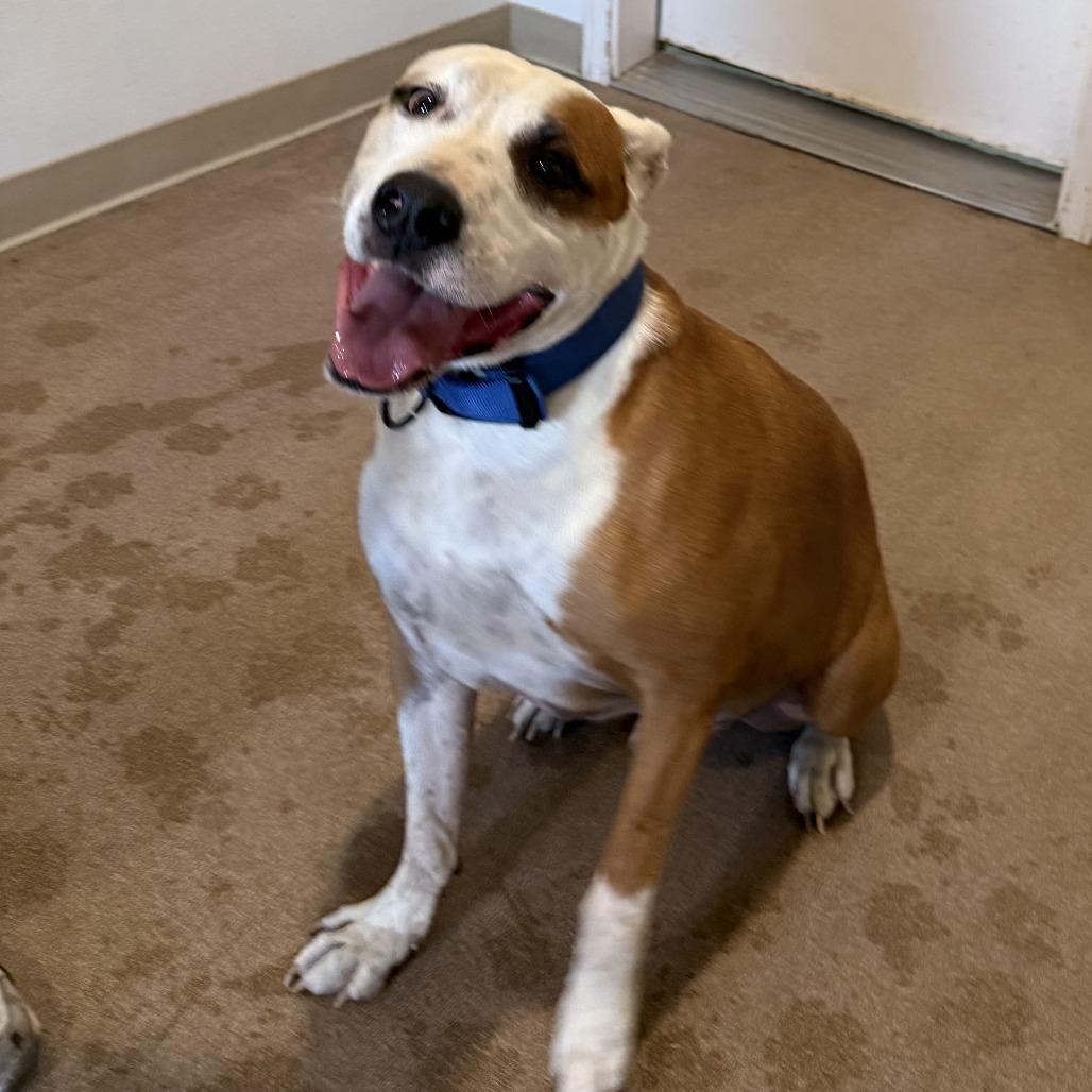 Lucky Lok, a Adoptable Pit Bull Terrier in Cedaredge, CO image 3/6
