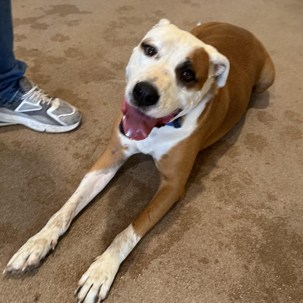 Lucky Lok, a Adoptable Pit Bull Terrier in Cedaredge, CO image 4/6