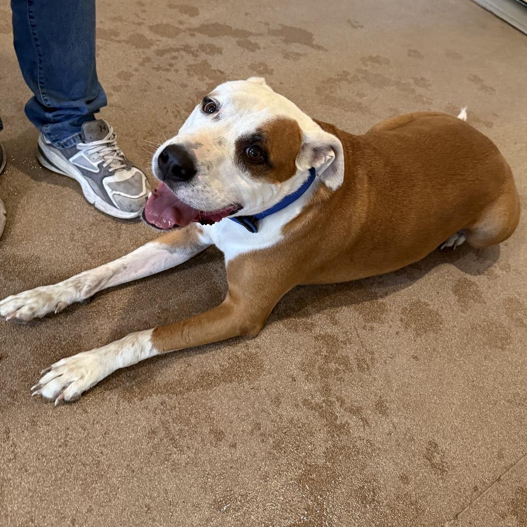 Lucky Lok, a Adoptable Pit Bull Terrier in Cedaredge, CO image 5/6